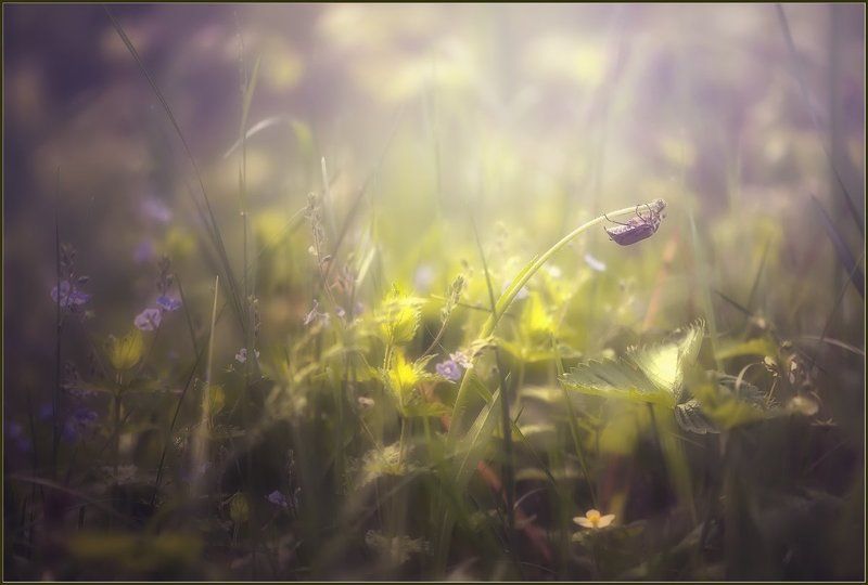 Про жука.photo preview