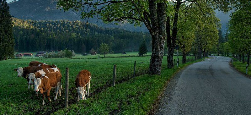 Альпийские этюдыphoto preview