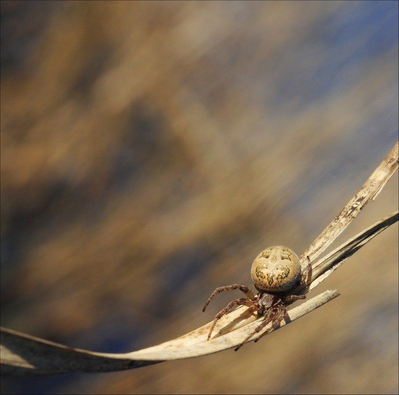 Паукphoto preview