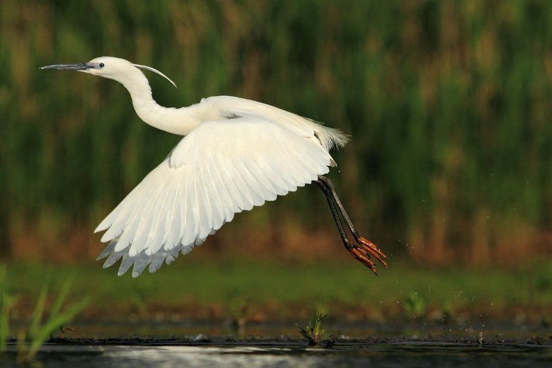 Egretta garzettaphoto preview