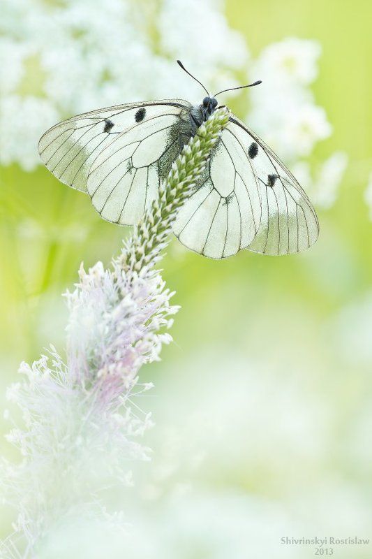 Макро, Мнемозина, Ростислав Черный аполлонphoto preview