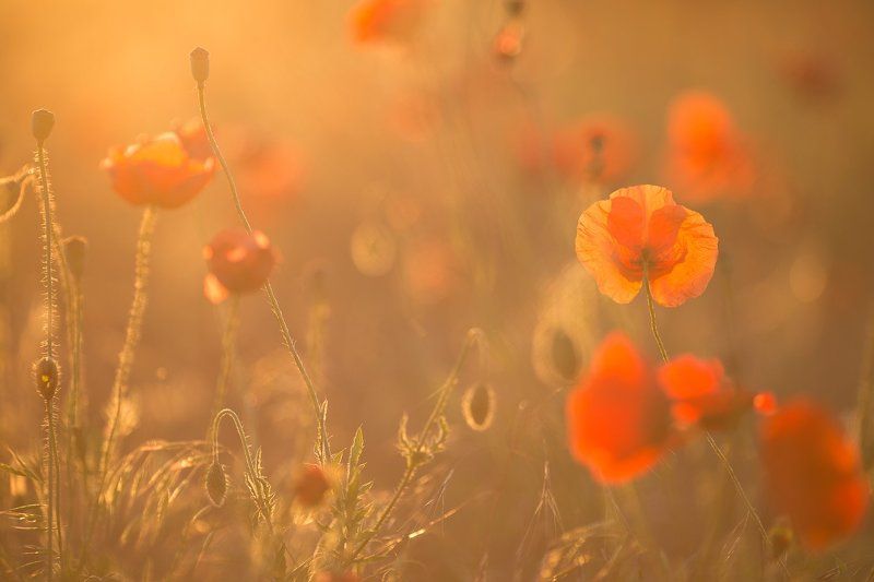 Morning on the poppy meadowphoto preview