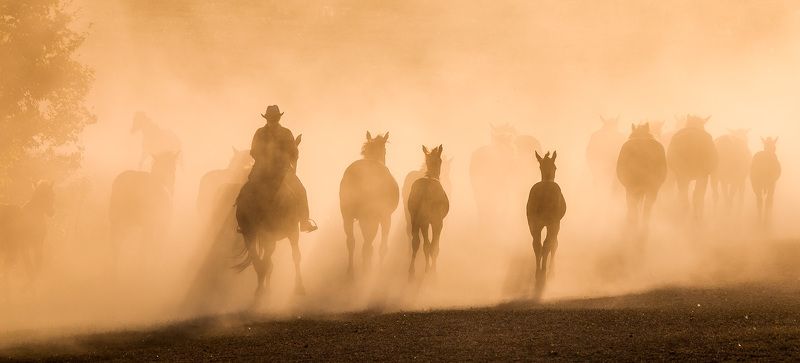 кони,лошади,пыль,табун Уходящая натураphoto preview