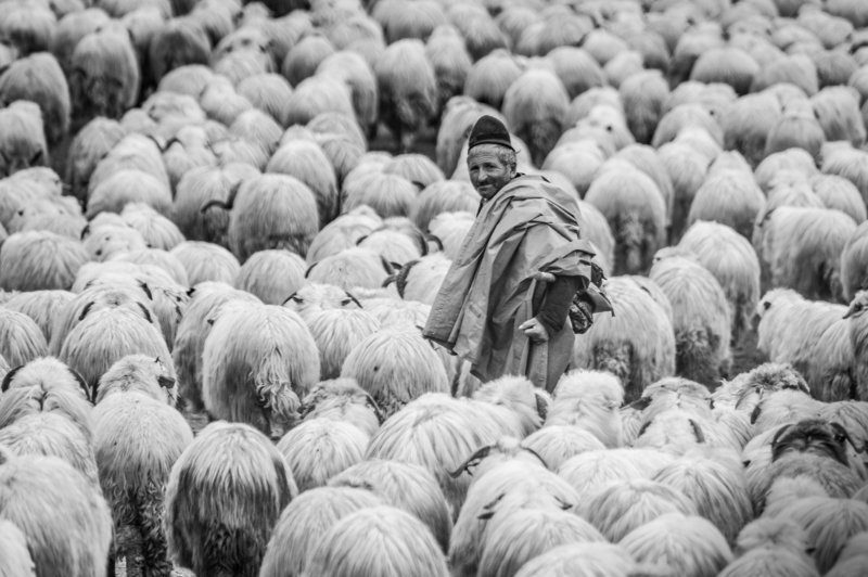 Starp aitamphoto preview