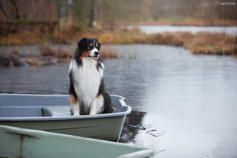 собака, поздняя осень, лед Минута спокойствияphoto preview