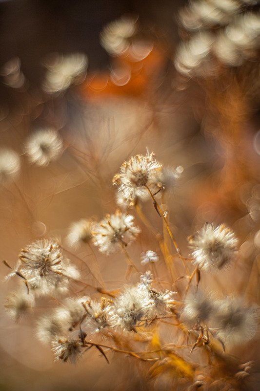 башкирия, южный урал орск новотроицк Сухая Осень!photo preview