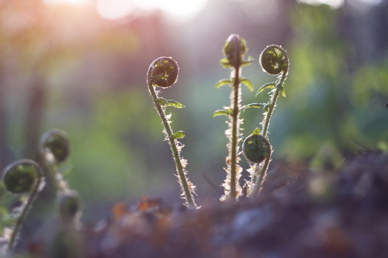 Папоротник photo preview