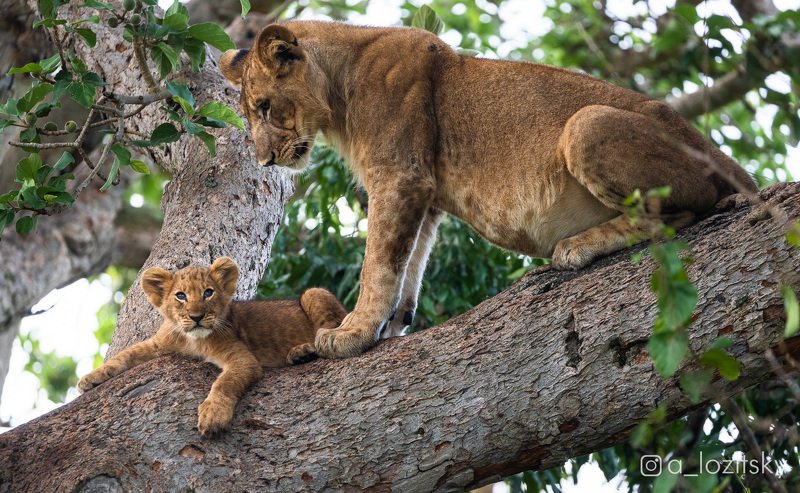 Симба и Сарабиphoto preview