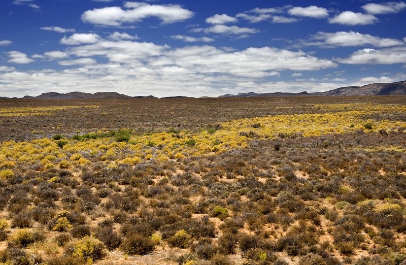 африка, калахари, пейзаж, путешествие, ровос Цвета Калахариphoto preview