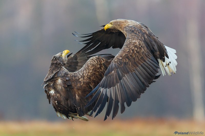#eagle #bird #birds #autumn #attack Cover mephoto preview