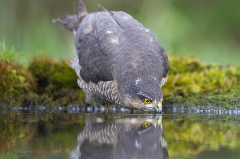 Ястреб перепелятник на водопоеphoto preview