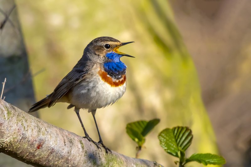 Bluethroatphoto preview