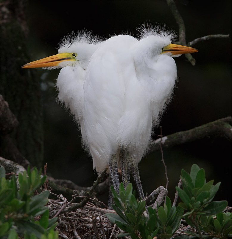 большая белая цапля, цапля, heron, florida, great egret Птенцы. Большая белая цапля - Great Egret.photo preview