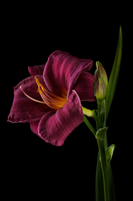 цветы, цветок, флора, природа, лилейник, лепестки, цвет Лилейникphoto preview