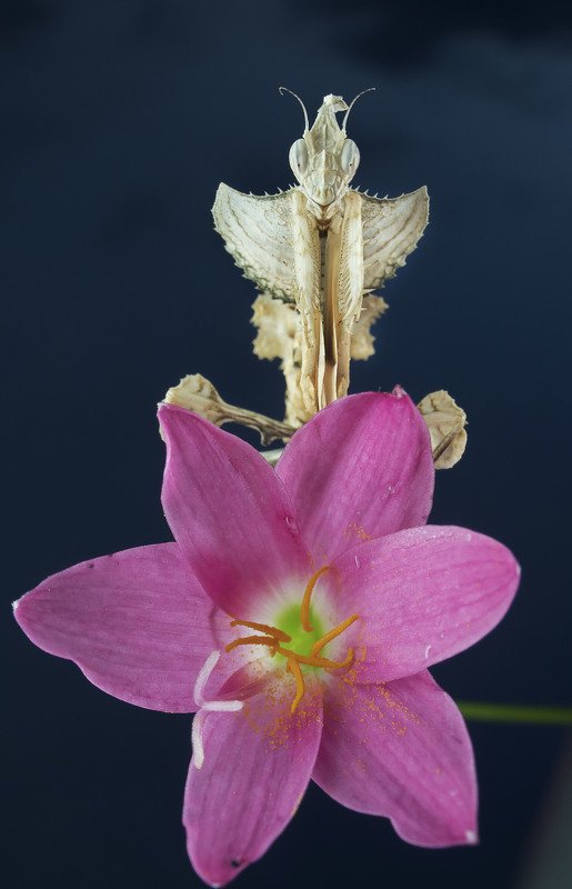 #macro#mantis#colors#laowa15mmf4 Idolomantis Diabolicaphoto preview