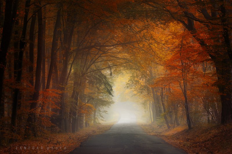 магия осени,магия ,осень, дорога, листья, краски осени, nikon d750, zanfoar, чехия,чешская республика магия осениphoto preview