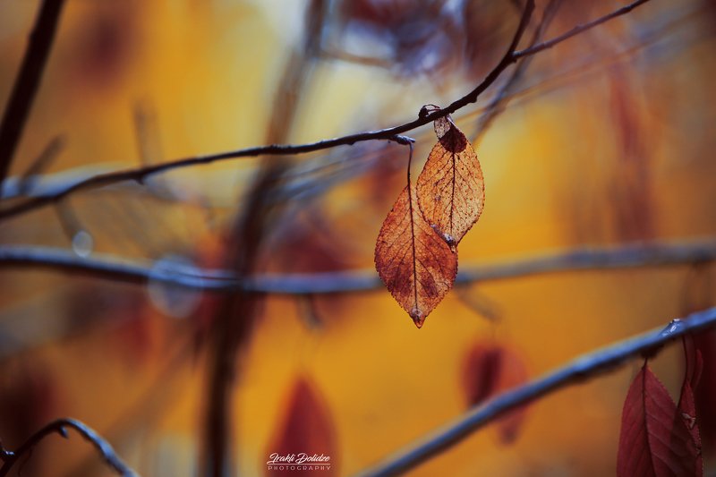 rain, raindrops, autumn, leave, leaf, drop, outdoor, photography, preset, bokeh, canon, yellow From my windowphoto preview
