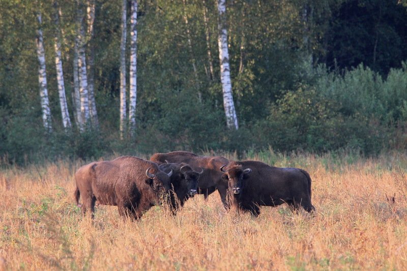 111 111photo preview