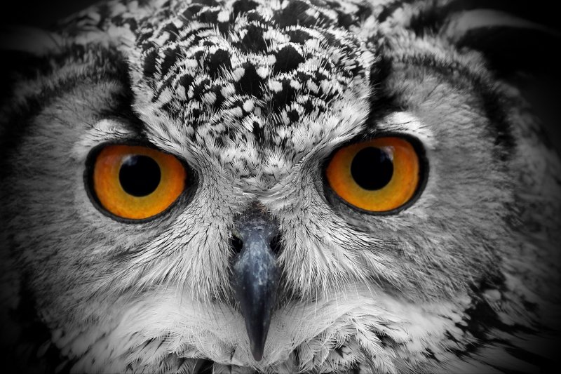 Взгляд...photo preview