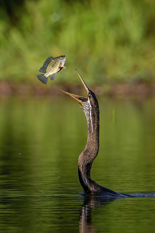 #bird #wildlife #underwater Chien loi phamphoto preview