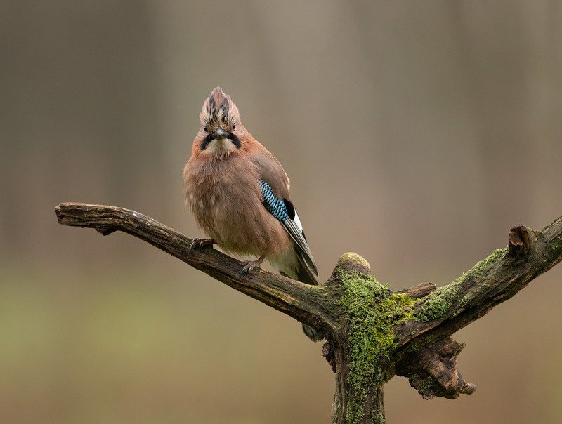 сойка, птицы, Модная причёскаphoto preview