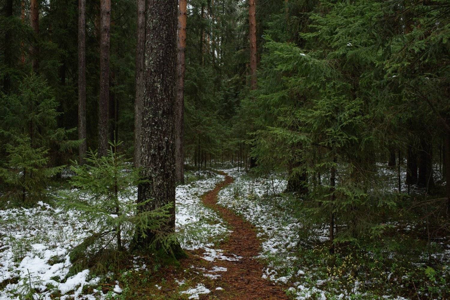 , Григорий Пиль