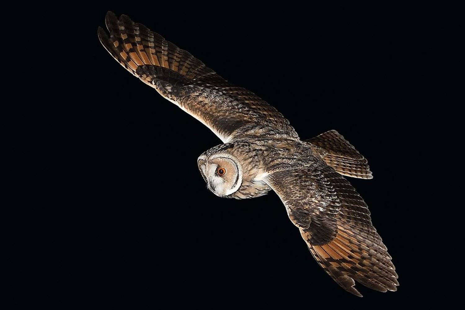 Ушастая сова. Автор: Вячеслав Ладанов , Вячеслав Ладанов