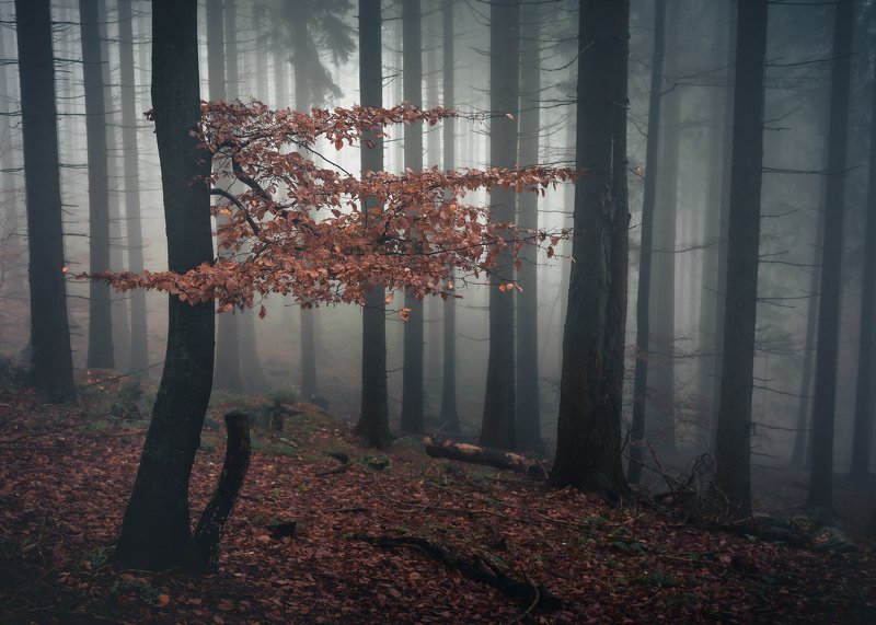majestic, forest, autumn, fog, trees, rain, nikon, mountains Misty morning in the woodsphoto preview