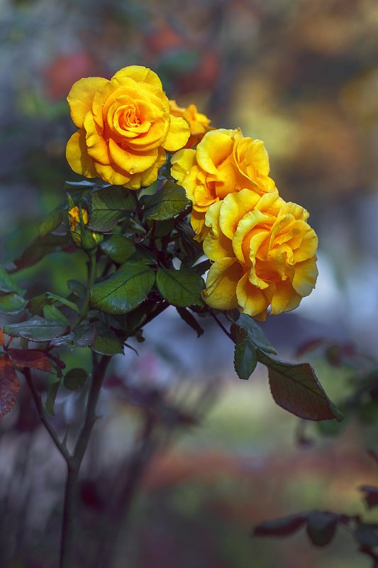 tokina 100 macro, beautiful, красивый, moment, момент, nature, природа, autumn, fall, осень, осенние, flowers, цветы, rose, роза, yellow, желтая, Позднеосенние цветы...photo preview