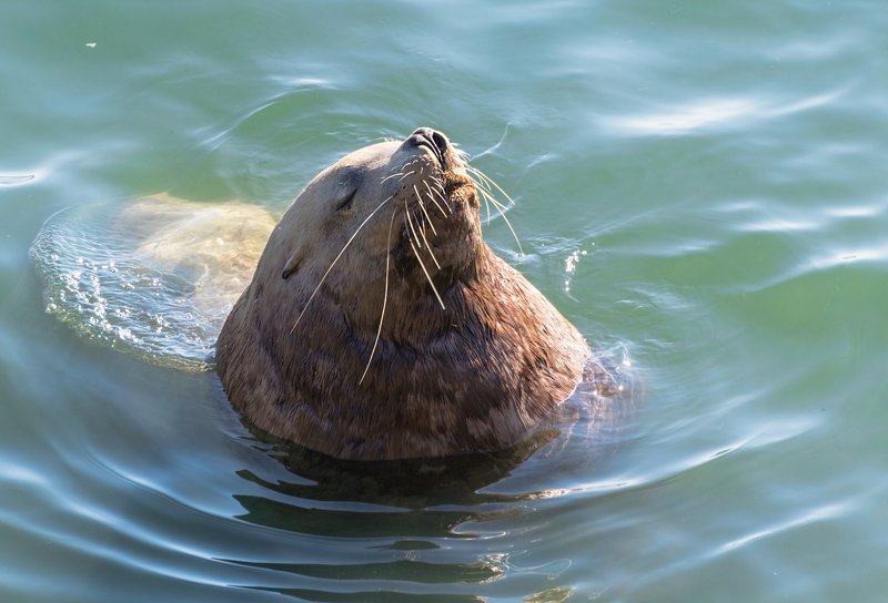 сивуч морской лев sea line kamchatka Познавший дзенphoto preview