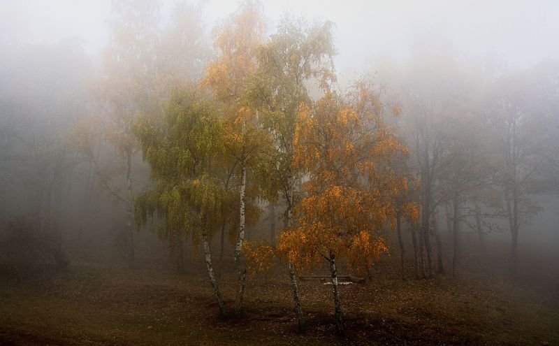 Березкиphoto preview
