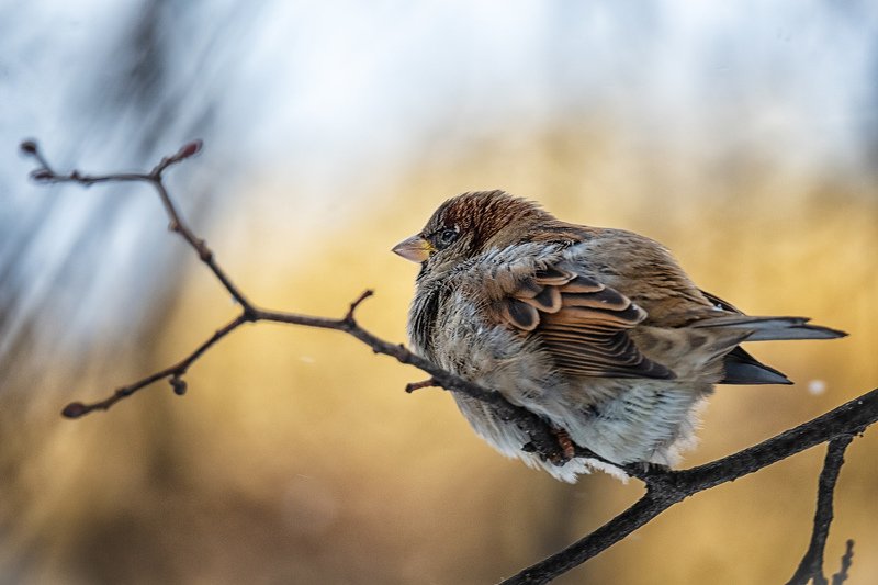 воробьиные истории андрея полякова Воробей и снежинкаphoto preview