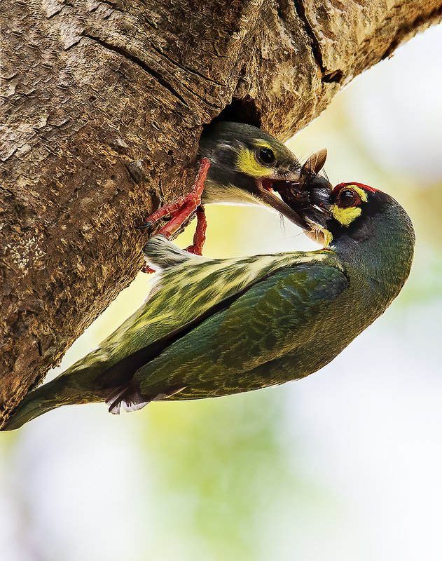 mother\'s lovephoto preview