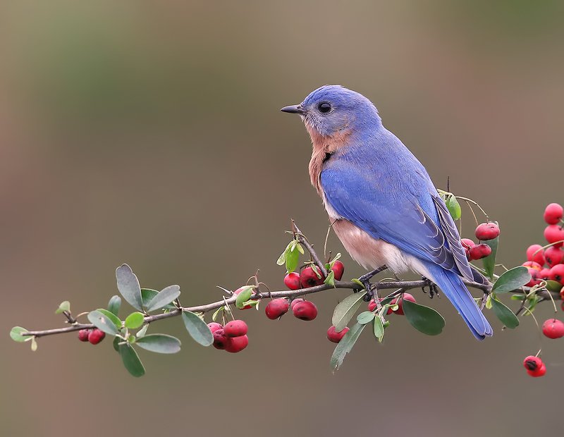 восточная сиалия, eastern bluebird,bluebird Восточная сиалия - Eastern Bluebird malephoto preview