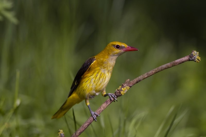 Иволгаphoto preview