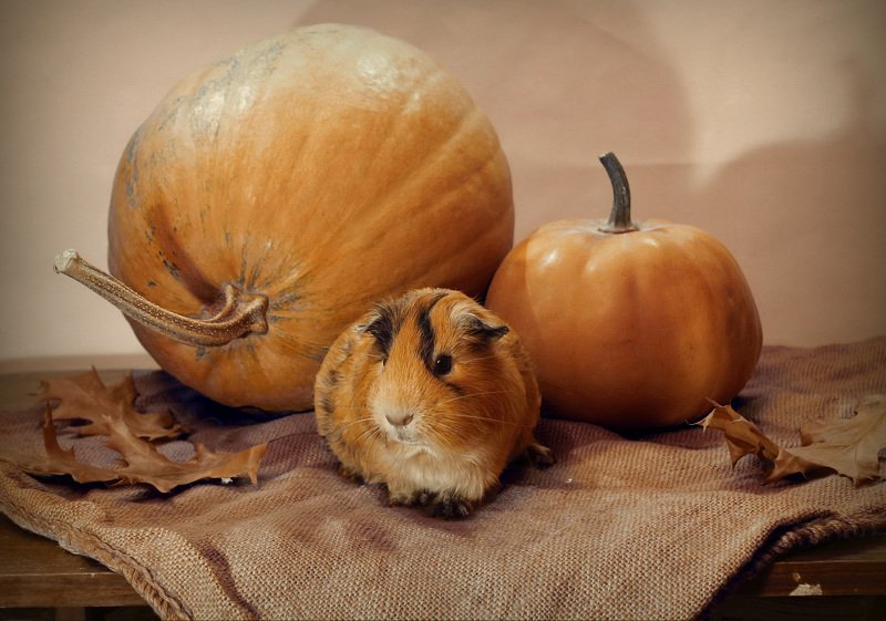 композиция, животные, морская свинка, осень, тыква Беня и тыквыphoto preview