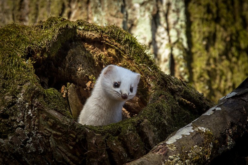 горностай В иллюминатореphoto preview