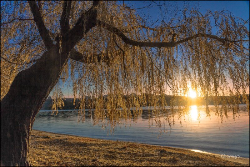 река,Днепр,ива,вечер,осень,контражур  Осенний светphoto preview