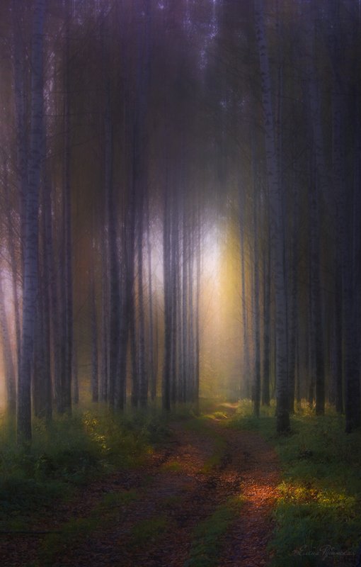 лес photo preview