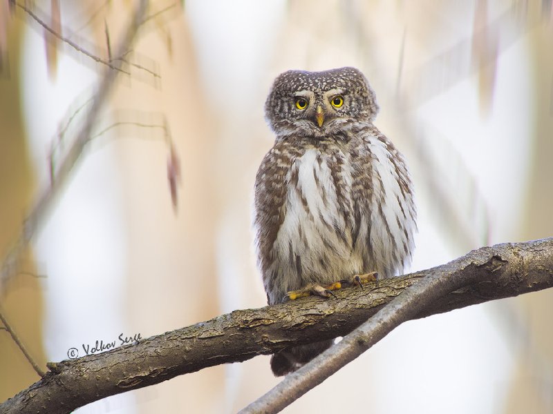птицы, совы, воробьиный сычик, Glaucidium passerinum, Eurasian Pygmy Owl, Острый взглядphoto preview
