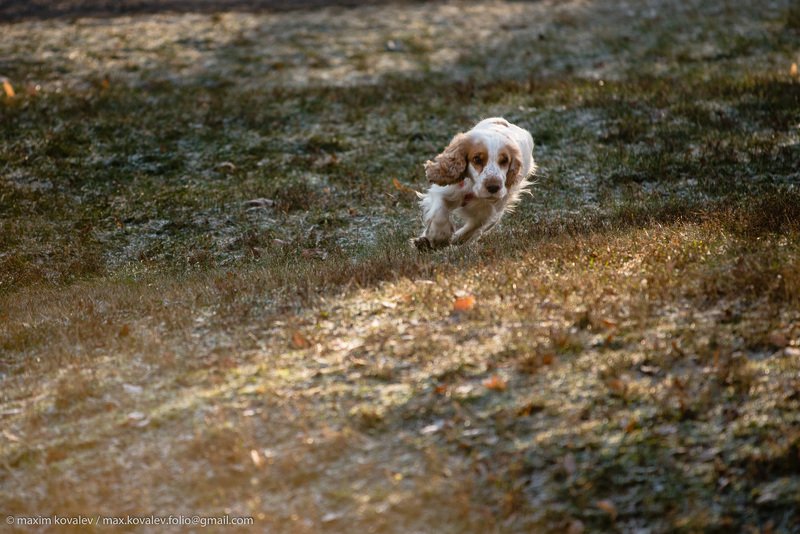 animal, autumn, dog, morning, nature, park, runner, running, spaniel, sport, бег, бегун, животное, осень, парк, природа, пёс, собака, спаниель, спорт, утро Погоня / Rushphoto preview