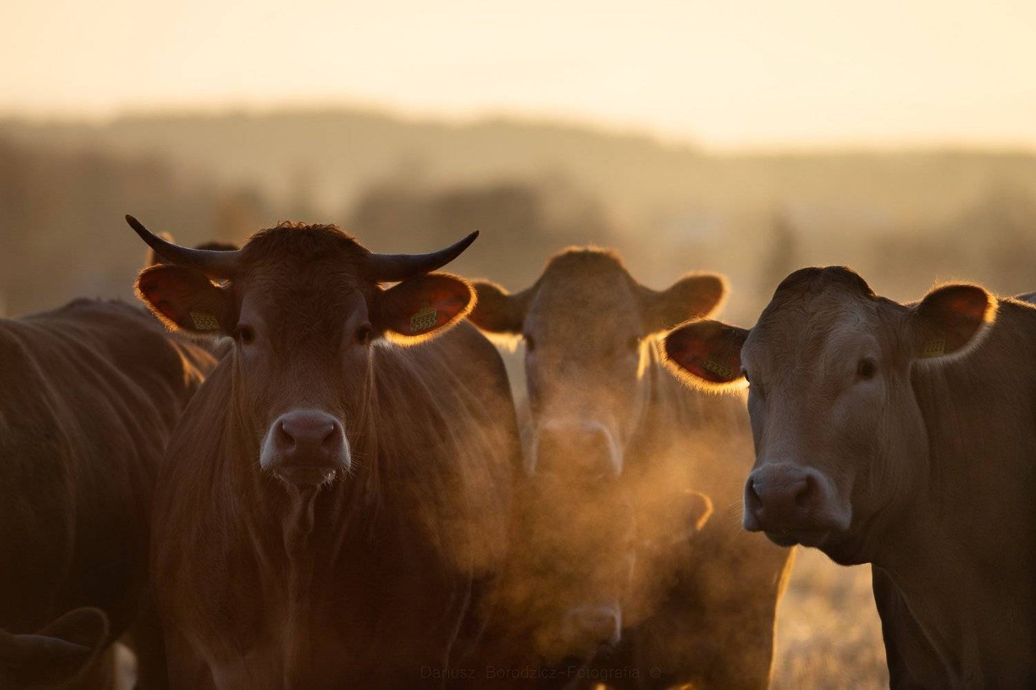 Facjaty trzy. Автор: Dariusz Borodzicz , Dariusz Borodzicz