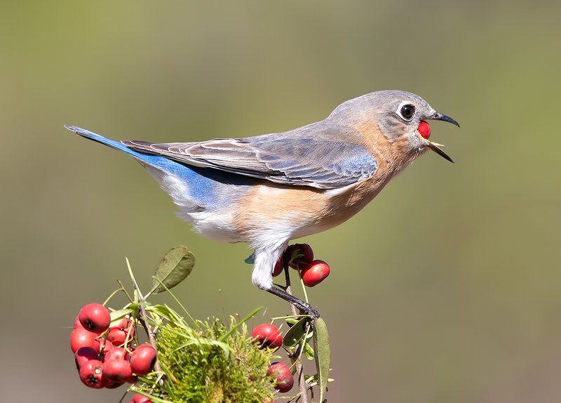 восточная сиалия, eastern bluebird,bluebird Аммм....Eastern Bluebird female Восточная сиалия (самка).photo preview