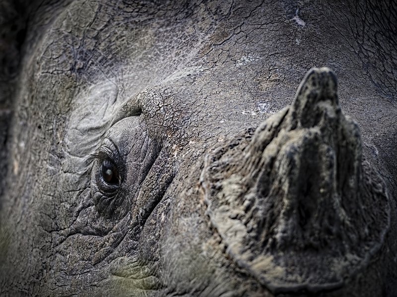 rhino, endangered, unicorn, indian Rhinoceros The Aged Unicornphoto preview