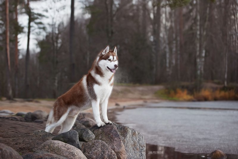 собака, осень, природа Дыхание поздней осениphoto preview