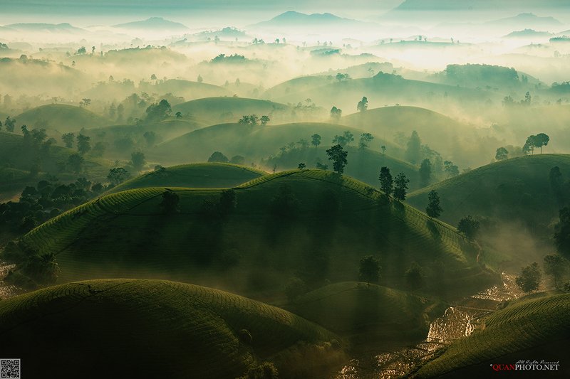 quanphoto, landscape, morning, sunrise, nature, dawn, rays, sunlight, hill, tea, plantation, vietnam the Layers of Lightphoto preview