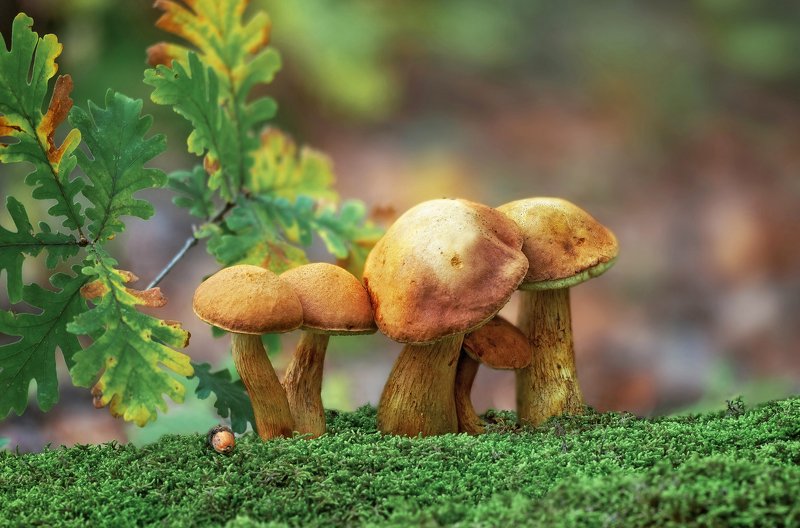 Mushrooms 2photo preview