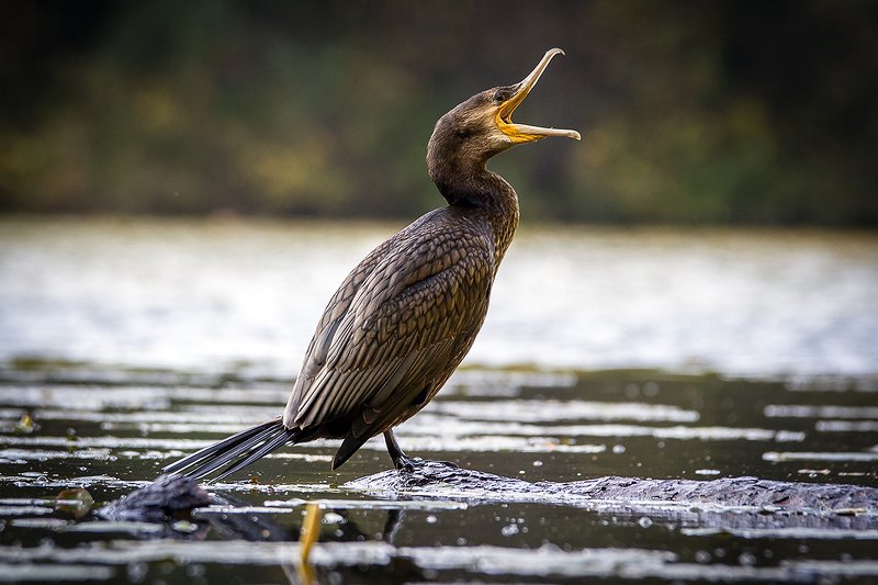 Большой баклан Скажите а-а-а photo preview