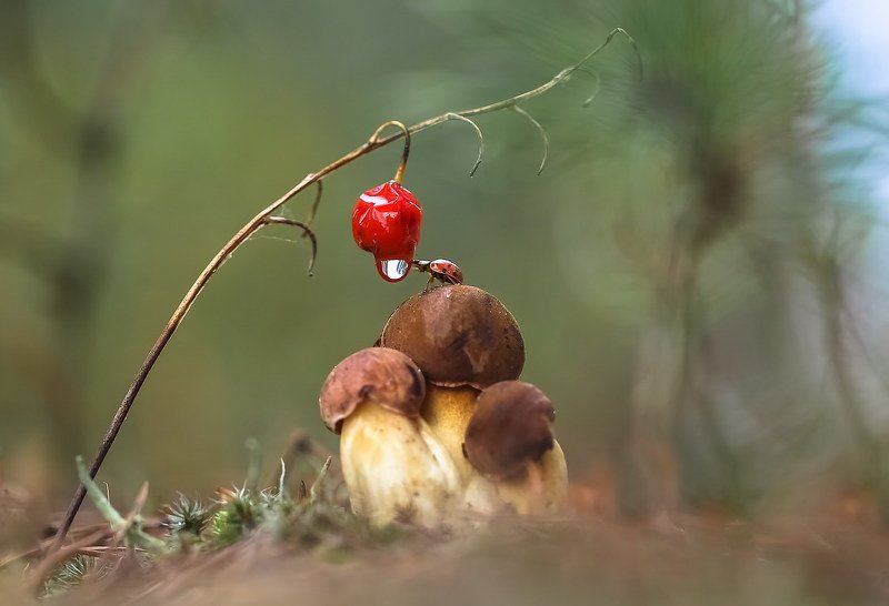 Дай мне с дороги вдоволь напиться...photo preview