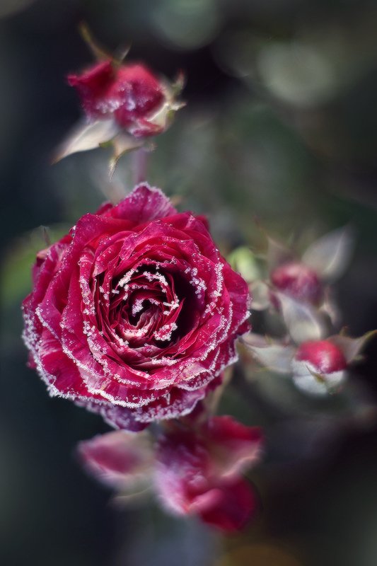 осень розы мороз иней Зима близко.photo preview